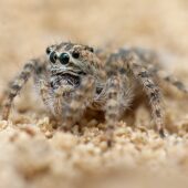 Salticidae sp. 7 (Arabia Saudyjska, Saudi Arabia)