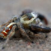 Thyene imperialis, samiec (male) (Arabia Saudyjska, Saudi Arabia)