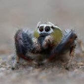 Thyene imperialis, samiec (male) (Arabia Saudyjska, Saudi Arabia)