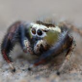 Thyene imperialis, samiec (male) (Arabia Saudyjska, Saudi Arabia)