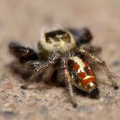 Thyene imperialis, samiec (male) (Arabia Saudyjska, Saudi Arabia)