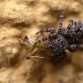 Skoczek skromny, Attulus pubescens