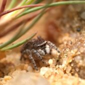 Skoczek lilipuci, Attulus saltator