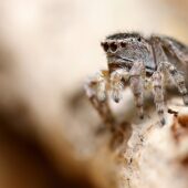 Skoczek lilipuci, Attulus saltator