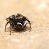 Skoczek plamisty, Attulus penicillatus