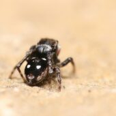 Skoczek plamisty, Attulus penicillatus