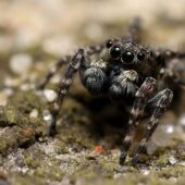 Skoczek skromny, Attulus pubescens