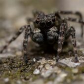 Skoczek skromny, Attulus pubescens