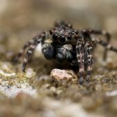 Skoczek skromny, Attulus pubescens