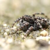 Skoczek skromny, Attulus pubescens