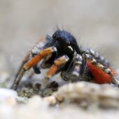 Strojniś nadobny, Philaeus chrysops (Włochy, Italy)