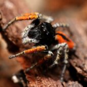 Strojniś nadobny, Philaeus chrysops (Cypr, Cypus)