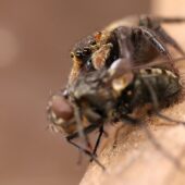 Tułacz, Hasarius adansoni