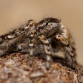 Wydmowiec piaskowy, Yllenus arenarius