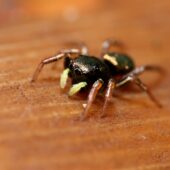 Lśniś złocisty, Heliophanus auratus