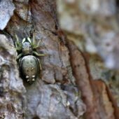 Lśniś nadrewniak, Heliophanus dubius