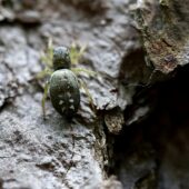 Lśniś nadrewniak, Heliophanus dubius