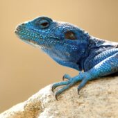 Agama 1-DeNoiseAI-clear