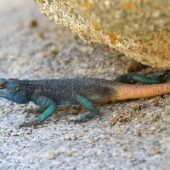 Agama x-DeNoiseAI-clear