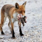 Lis rudy, Fox, Vulpes vulpes, Dąbrowa Górnicza, SLK, 01.07.2024 (Polska, Poland) (2)