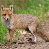 Lis rudy, Fox, Vulpes vulpes, Zendek, SLK, 24.04.2019 (Polska, Poland)