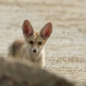 Lis rudy (lis arabski), Arabian Fox, Vulpes vulpes arabica, Kuwejt, 13.04.2018 (Kuwait)