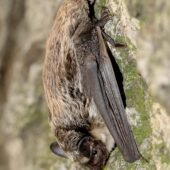 Mroczek posrebrzany 2