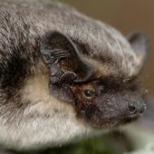 Mroczek posrebrzany 2.2