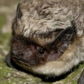 Mroczek posrebrzany 3