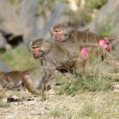 Pawian płaszczowy, Papio hamadryas