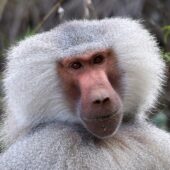 Pawian płaszczowy, Papio hamadryas