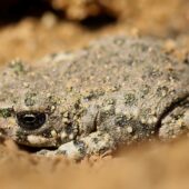 Ropucha 2-DeNoiseAI-clear