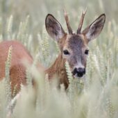 Sarna-DeNoiseAI-denoise