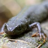 Traszka grzebieiasta 4