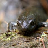 Traszka grzebieniasta 1