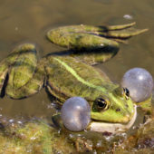 Zaba zielona 11.06.2019