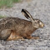 Zajac 2-DeNoiseAI-clear