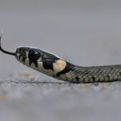 Zaskro 001-DeNoiseAI-clear