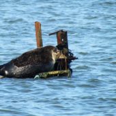 Foka obrączkowana (nerpa), Ringed seal, Pusa hispida, Krynica Morska, POM, 16.10.2011 (1) (Polska, Poland)
