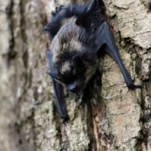 Mroczek pozłocisty, Northern Bat, Eptesicus nilssonii, Dąbrowa Górnicza, SLK, 04.07.2016 (Polska, Poland)