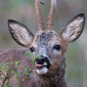 sarna 0605-DeNoiseAI-clear