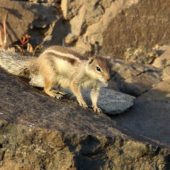 Berberyjka marokańska, Barbary Ground Squirrel, Atlantoxerus getulus, Fuerteventura, Wyspy Kanaryjskie, Hiszpania, 29.01.2016 (Canary Islands, Spain)