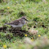 Biegus białorzytny, White-rumped Sandpiper, Calidris fuscicollis, Corvo, Azory, Portugalia, 11.10.2013 (Azores, Portugal)