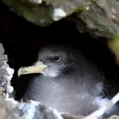 Burzyk duży, Cory`s Shearwater, Calonectris borealis, Corvo, Azory, Portugalia, 24.10.2013 (2) (Azores, Portugal)