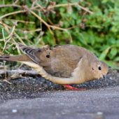 Gołębiak karoliński, Mourning Dove, Zenaida macroura, Corvo, Azory, Portugalia, 16.10.2013 (1) (Azores, Portugal)