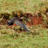 Ibis kasztnowaty, Glossy Ibis, Plegadis falcinellus, Corvo, Azory, Portugalia, 17.10.2013 (3) (Azores, Portugal)