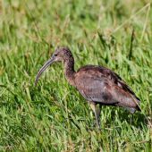 Ibis kasztnowaty, Glossy Ibis, Plegadis falcinellus, Corvo, Azory, Portugalia, 17.10.2013 (2) (Azores, Portugal)
