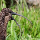 Ibis kasztnowaty, Glossy Ibis, Plegadis falcinellus, Corvo, Azory, Portugalia, 17.10.2013 (1) (Azores, Portugal)