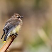Jemiołuszka cedrowa, Cedar Waxwing, Bombycilla cedrorum, Corvo, Azory, Portugalia, 12.10.2013 (2) (Azores, Portugal)
