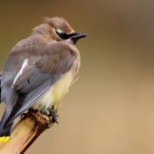 Jemiołuszka cedrowa, Cedar Waxwing, Bombycilla cedrorum, Corvo, Azory, Portugalia, 12.10.2013 (5) (Azores, Portugal)